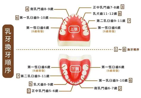 門牙八字|怎樣從門牙看面相